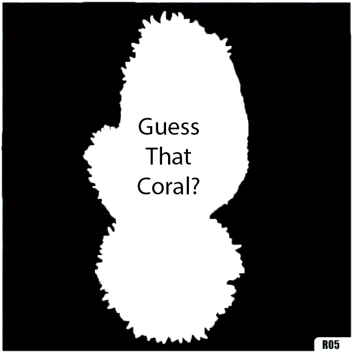 Coral 3.png