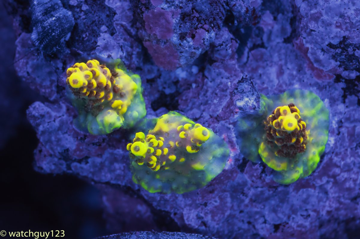 coral-30.jpg