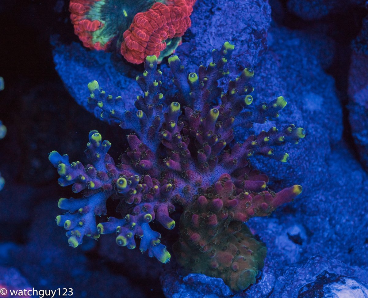 coral-30.jpg