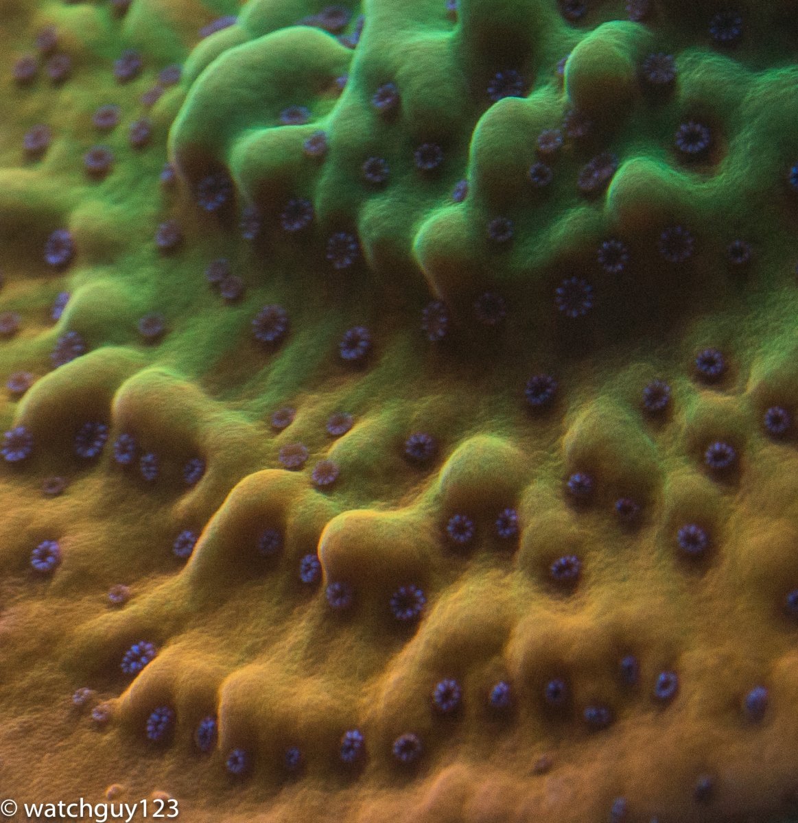coral-301.jpg