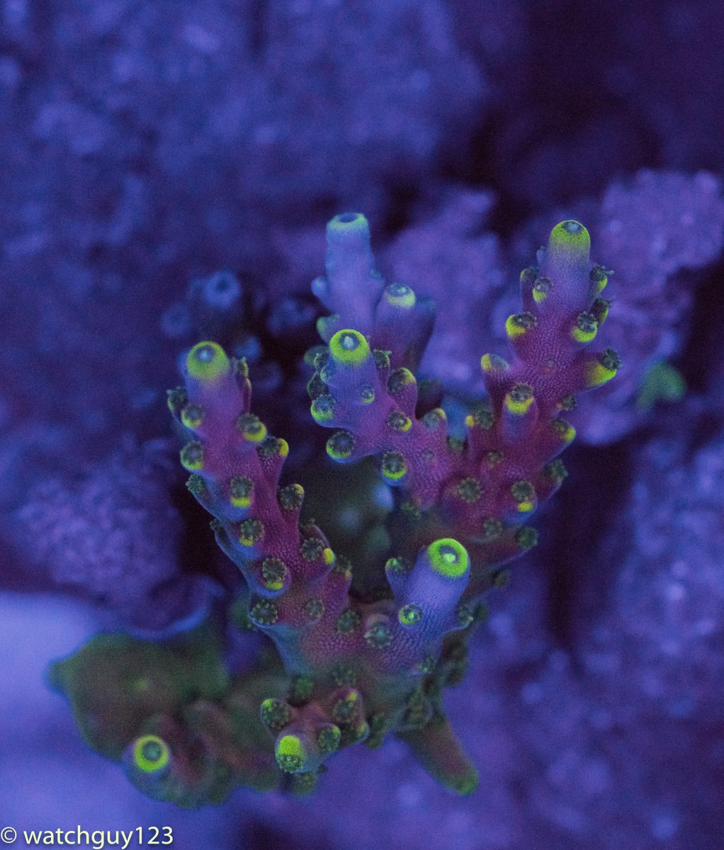 coral-31.jpg