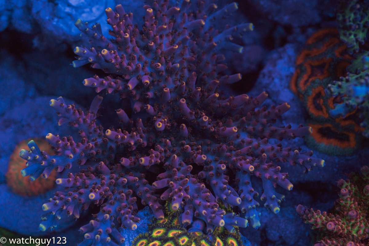 coral-31.jpg