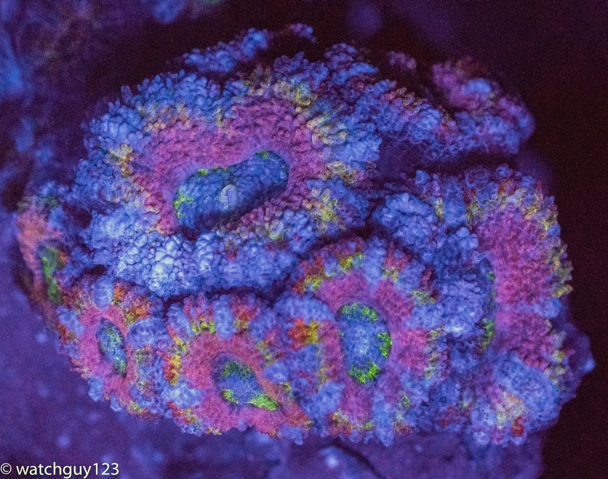 coral-32.jpg