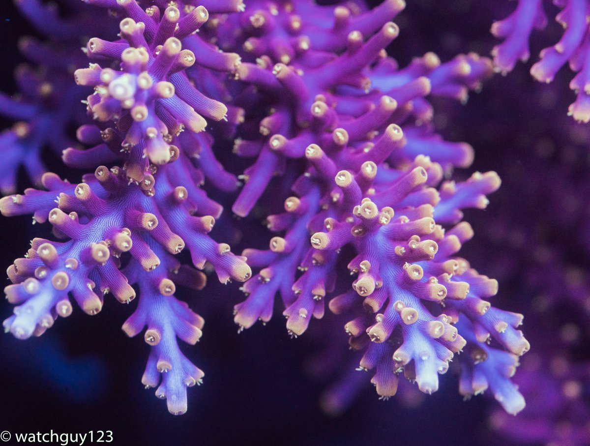 coral-32.jpg
