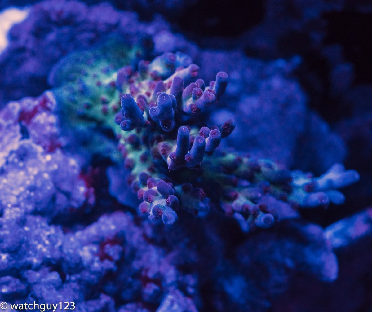 coral-33.jpg