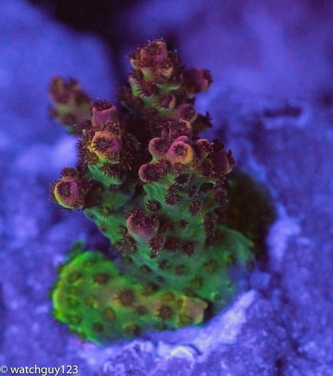 coral-34.jpg