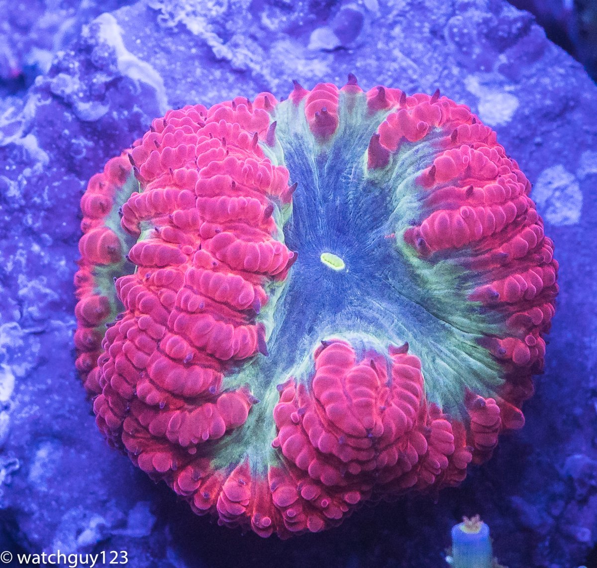 coral-34.jpg
