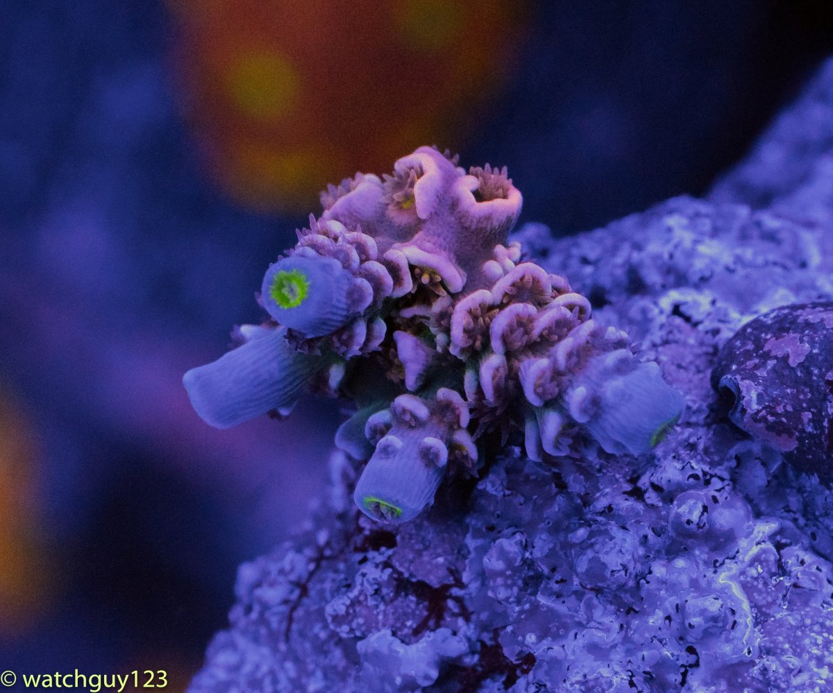 coral-35.jpg