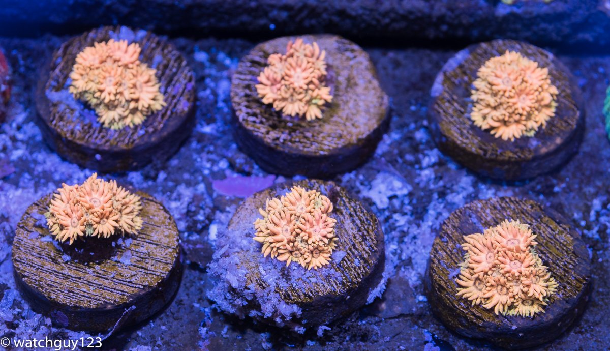 coral-35.jpg