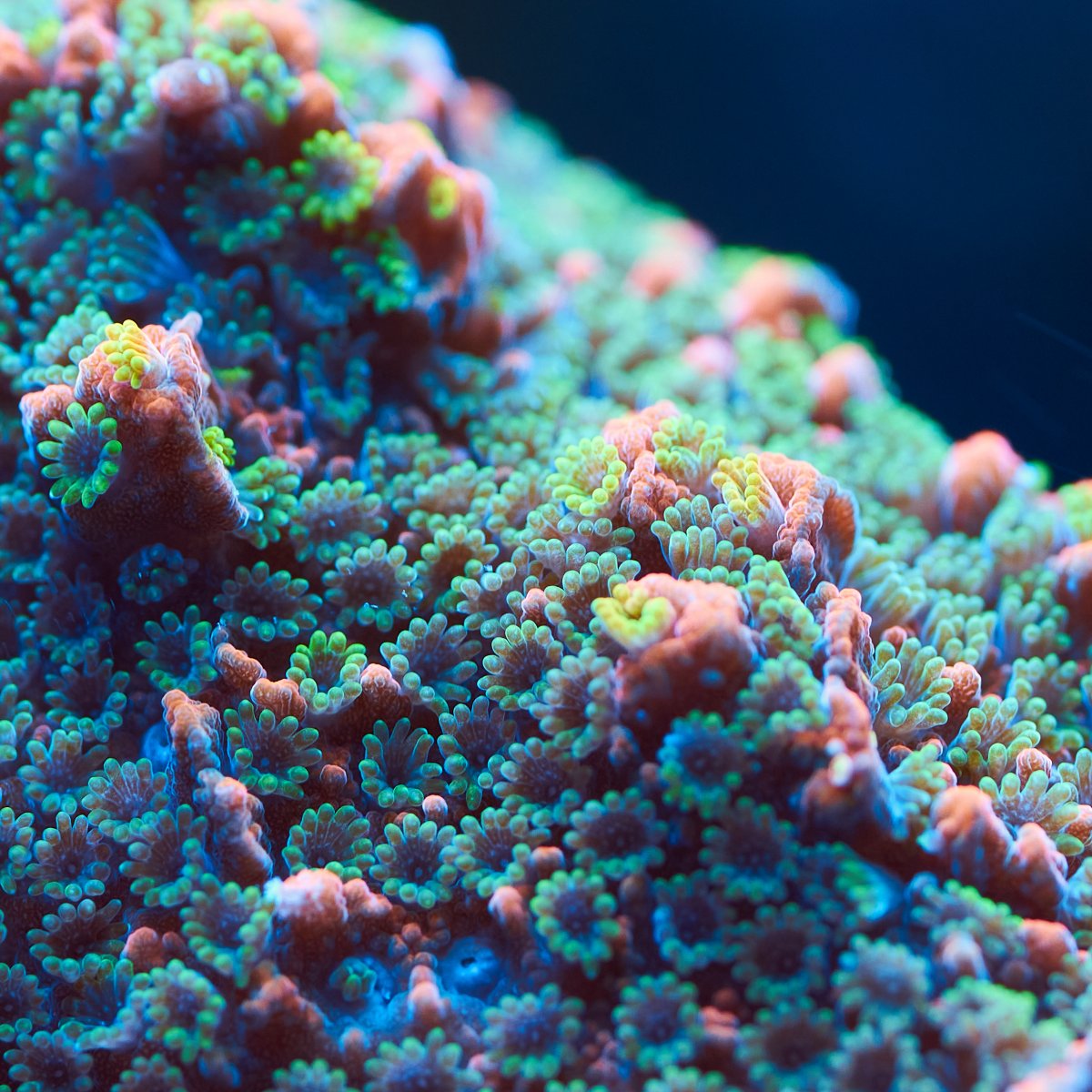 Coral-3529.jpg