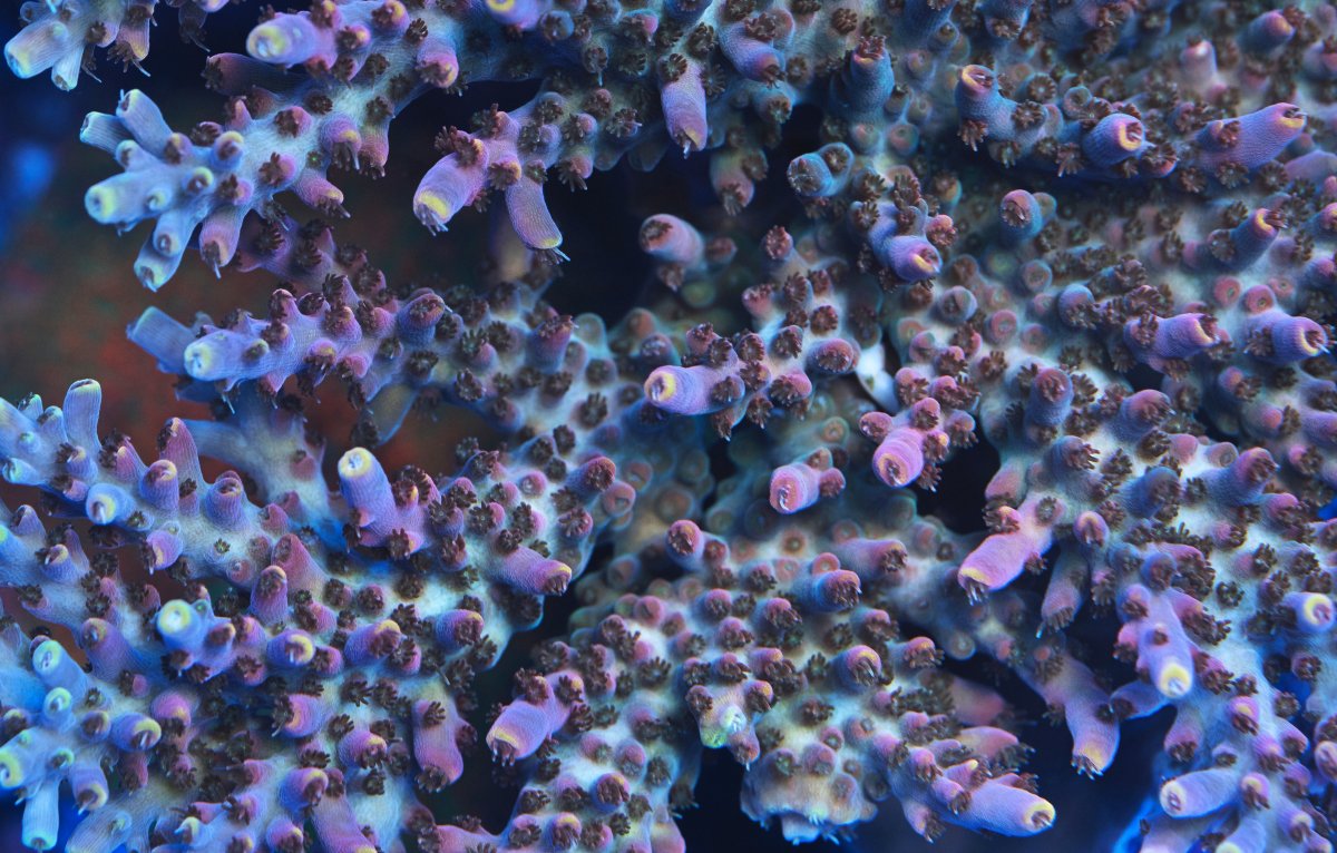 coral-36-1.jpg