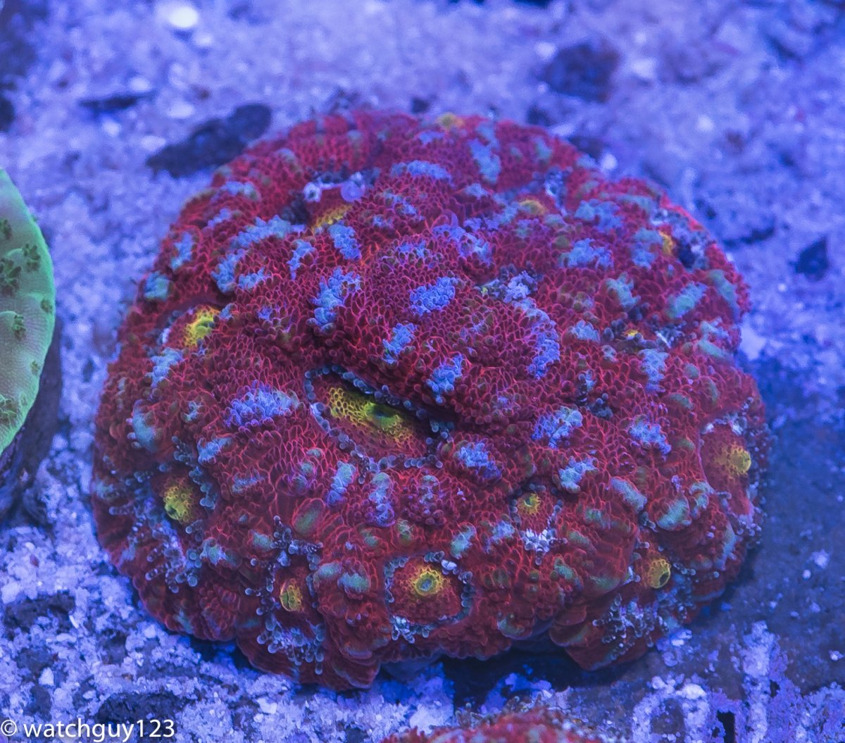 coral-36.jpg