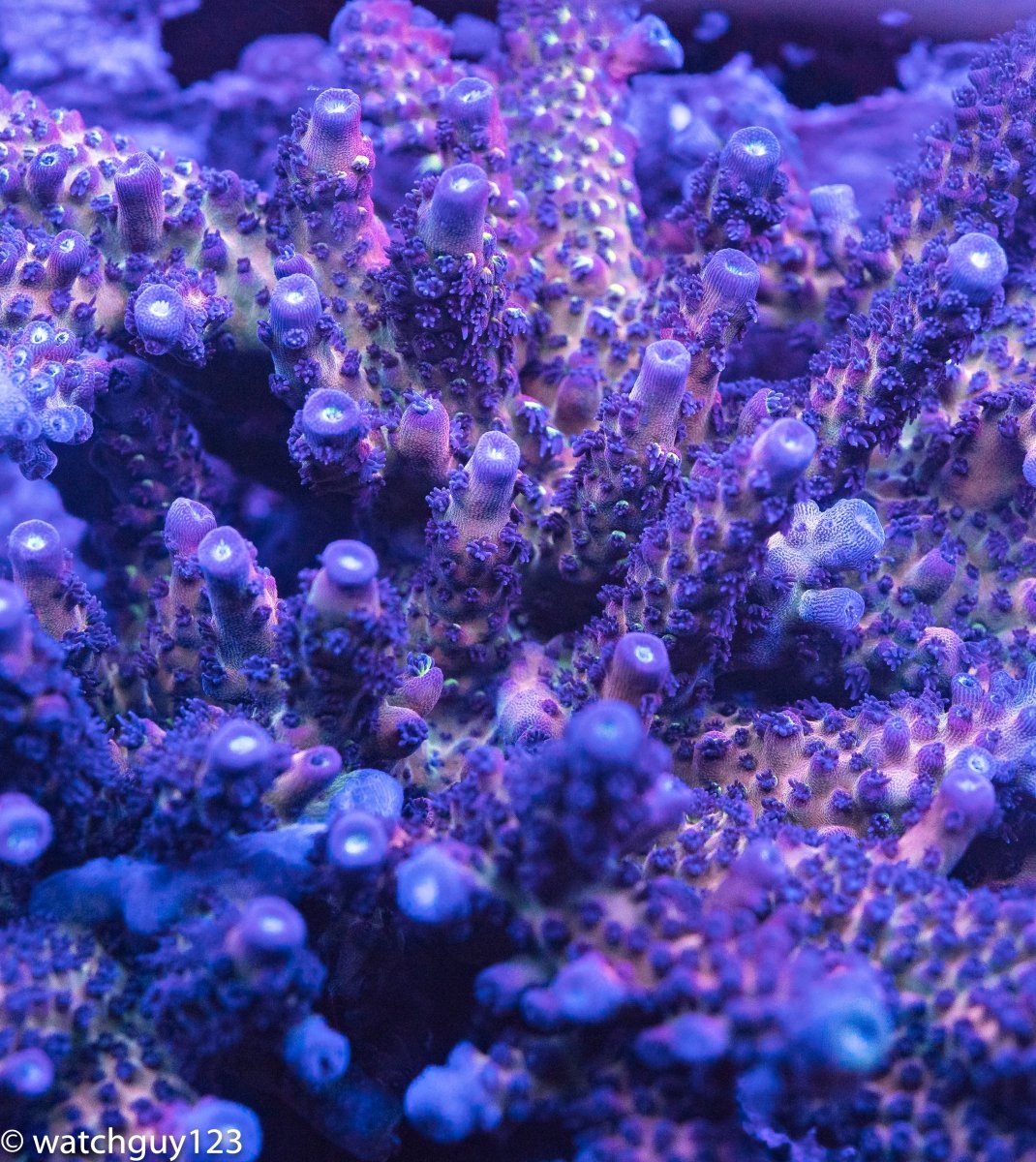 coral-36.jpg