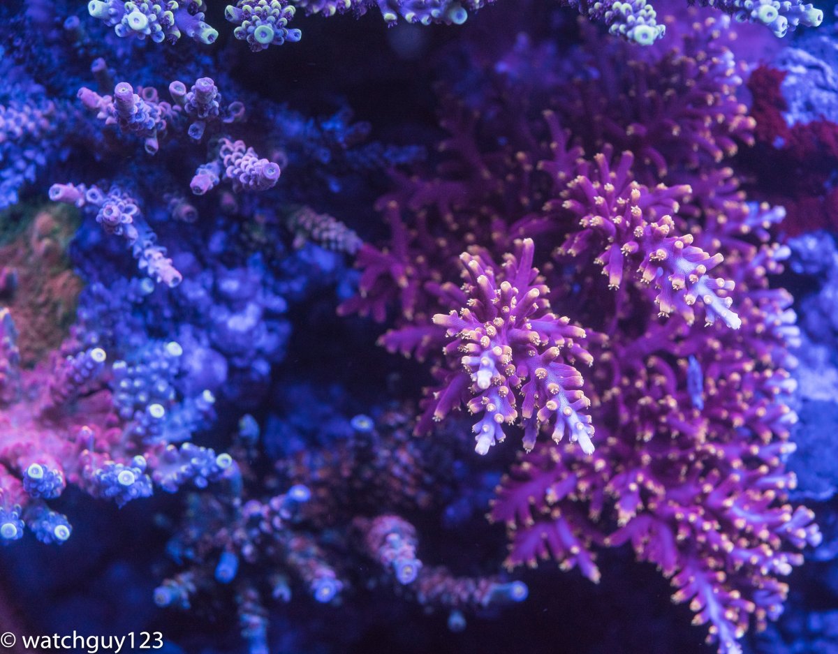 coral-37.jpg