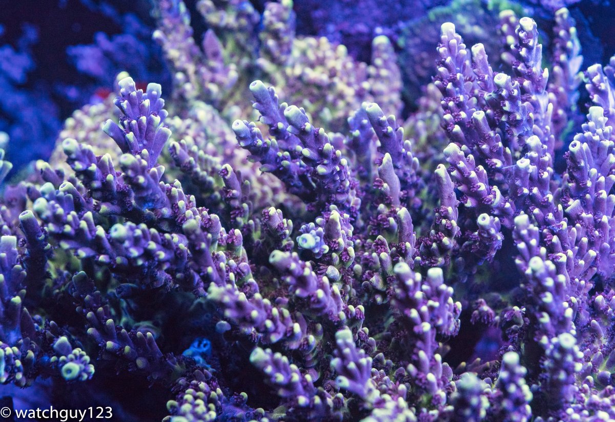 coral-38.jpg