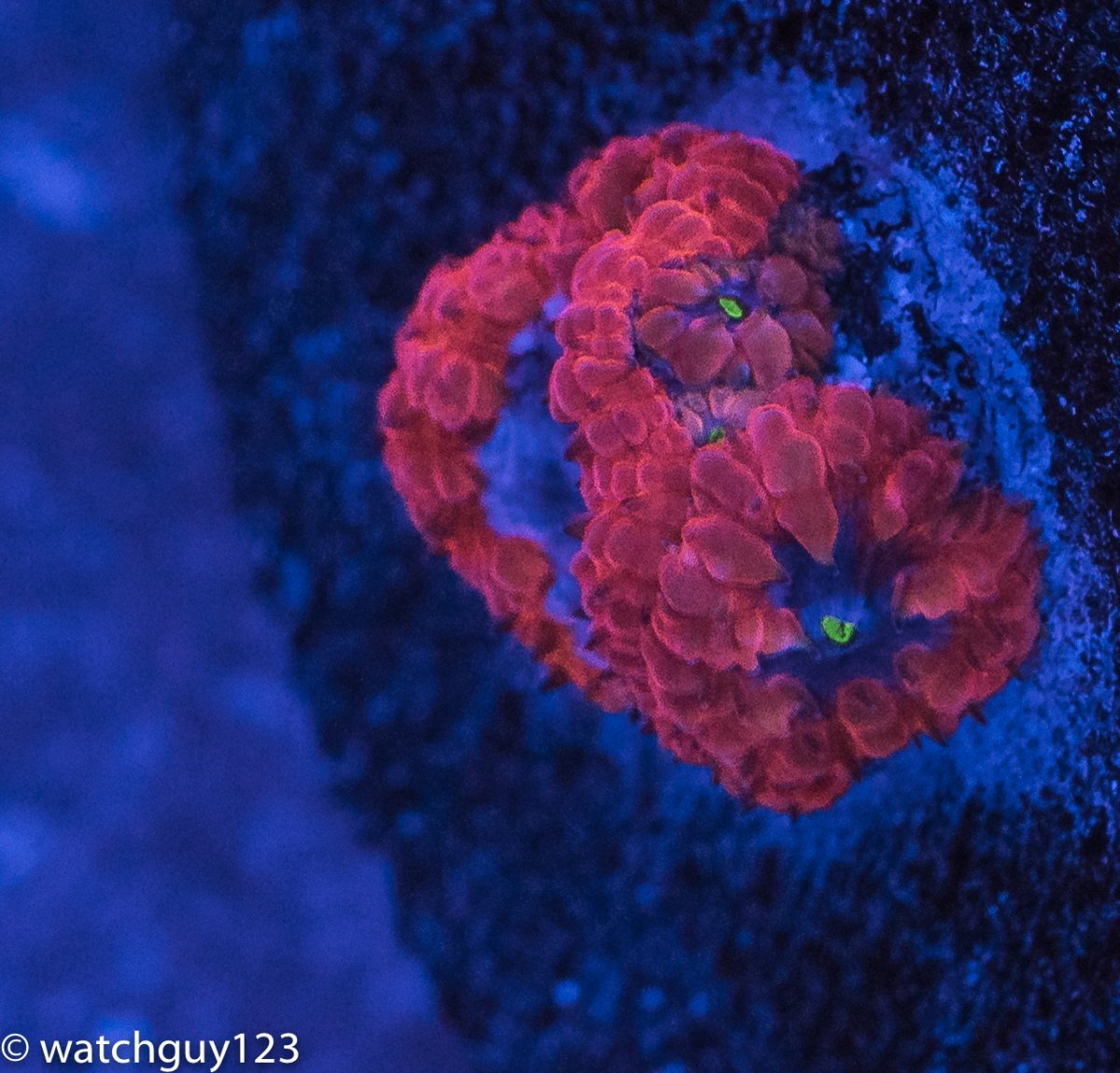 coral-39.jpg