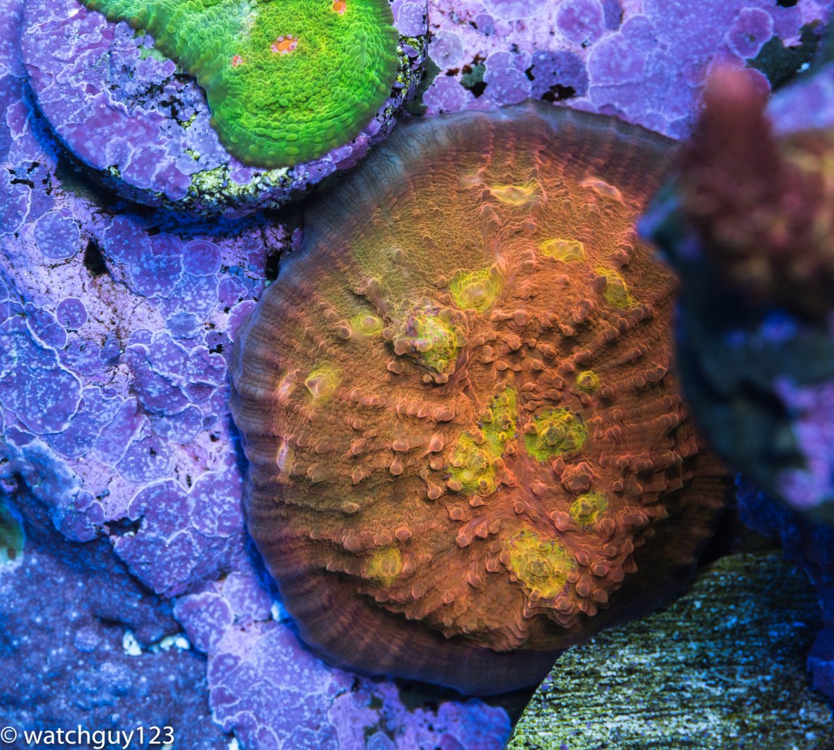 coral-4-2.jpg