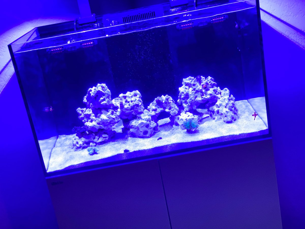 coral 4.jpeg