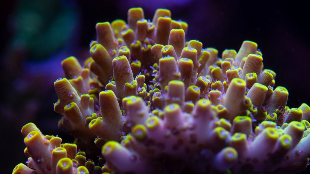 coral 4.jpeg