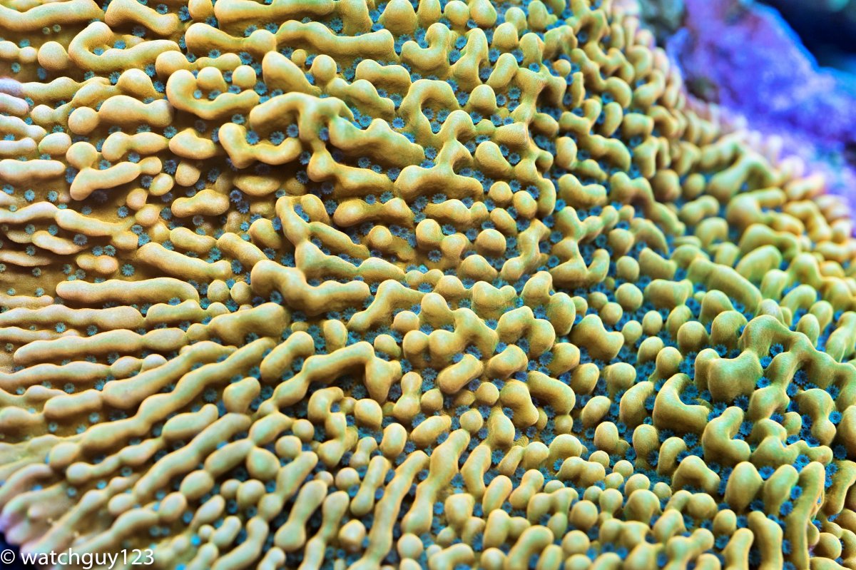 coral-4.jpg