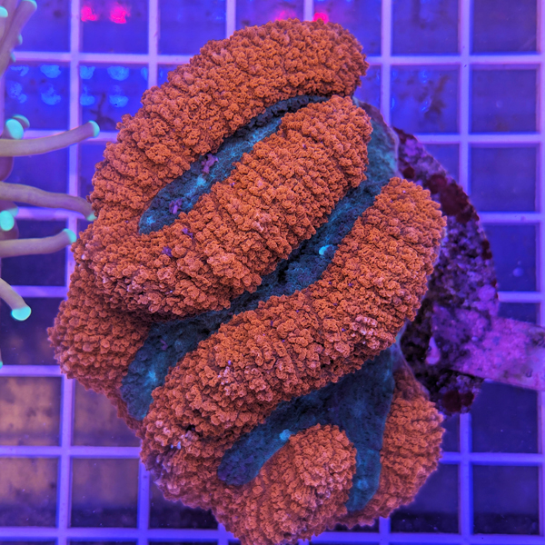 coral (4).jpg