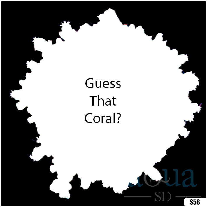 Coral 4.png
