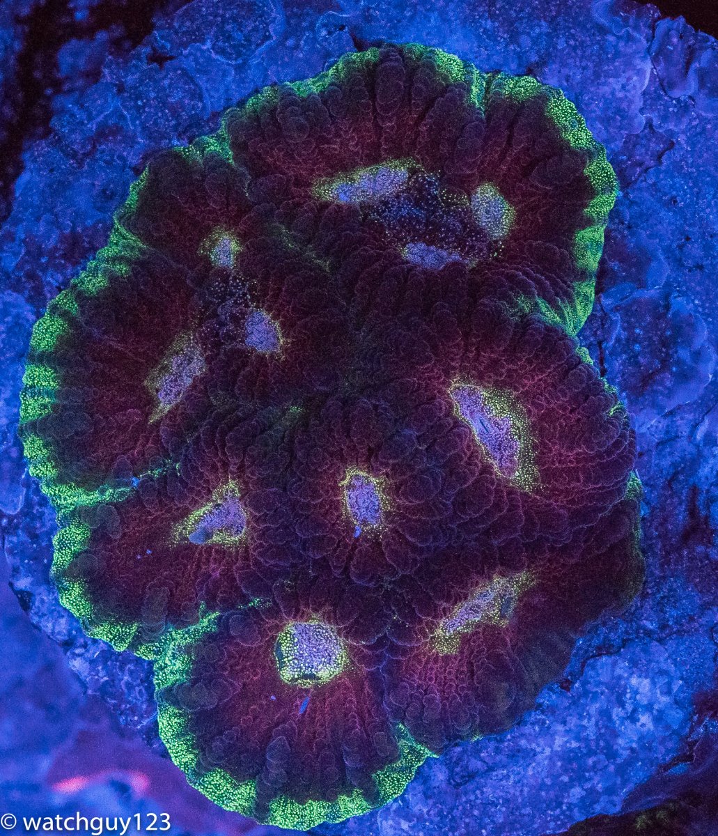 coral-40.jpg