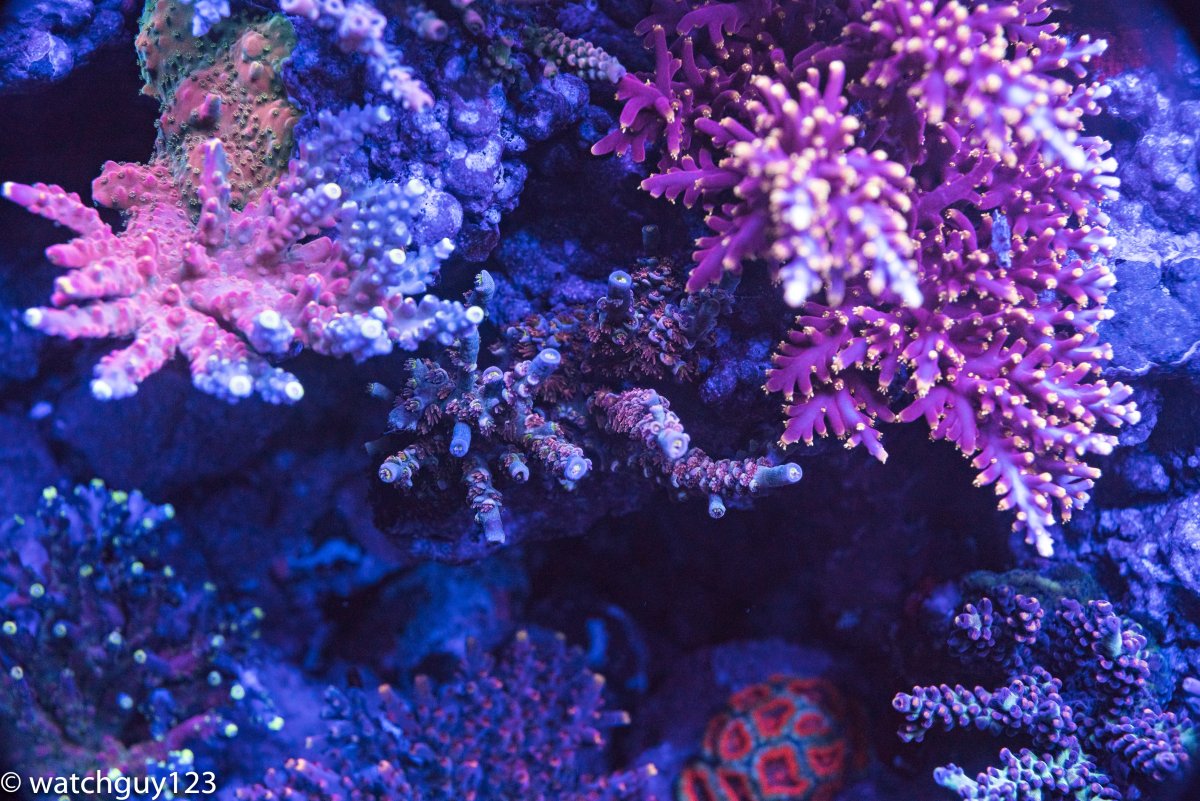 coral-41.jpg