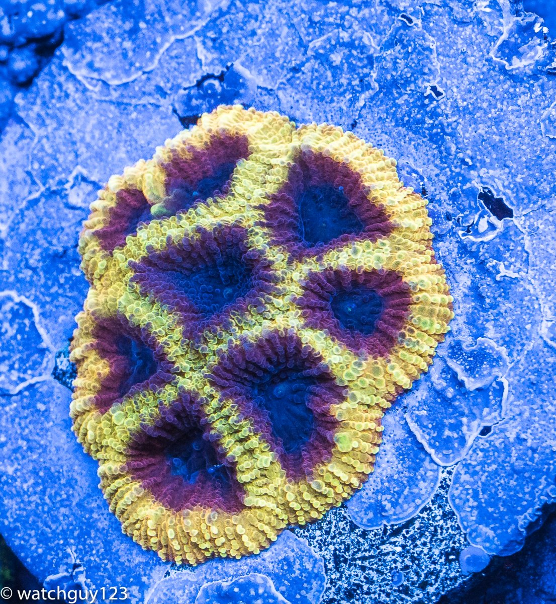 coral-42.jpg