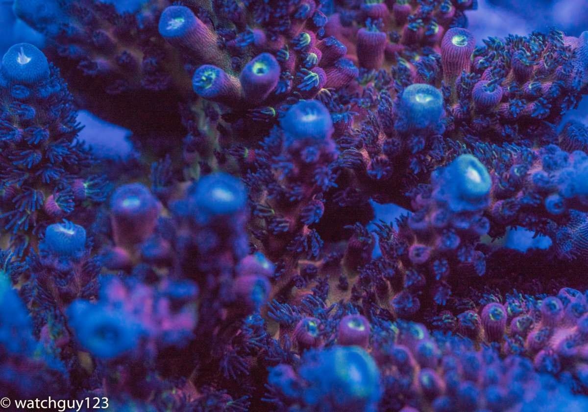 coral-42.jpg