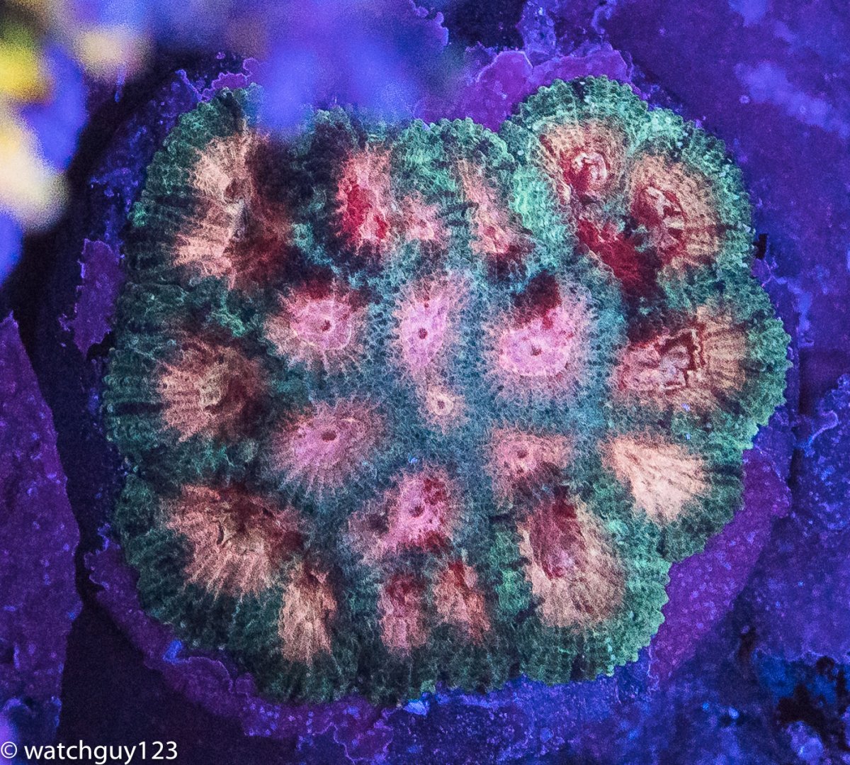 coral-43.jpg