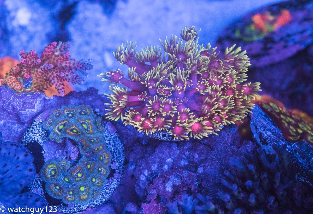 coral-44.jpg