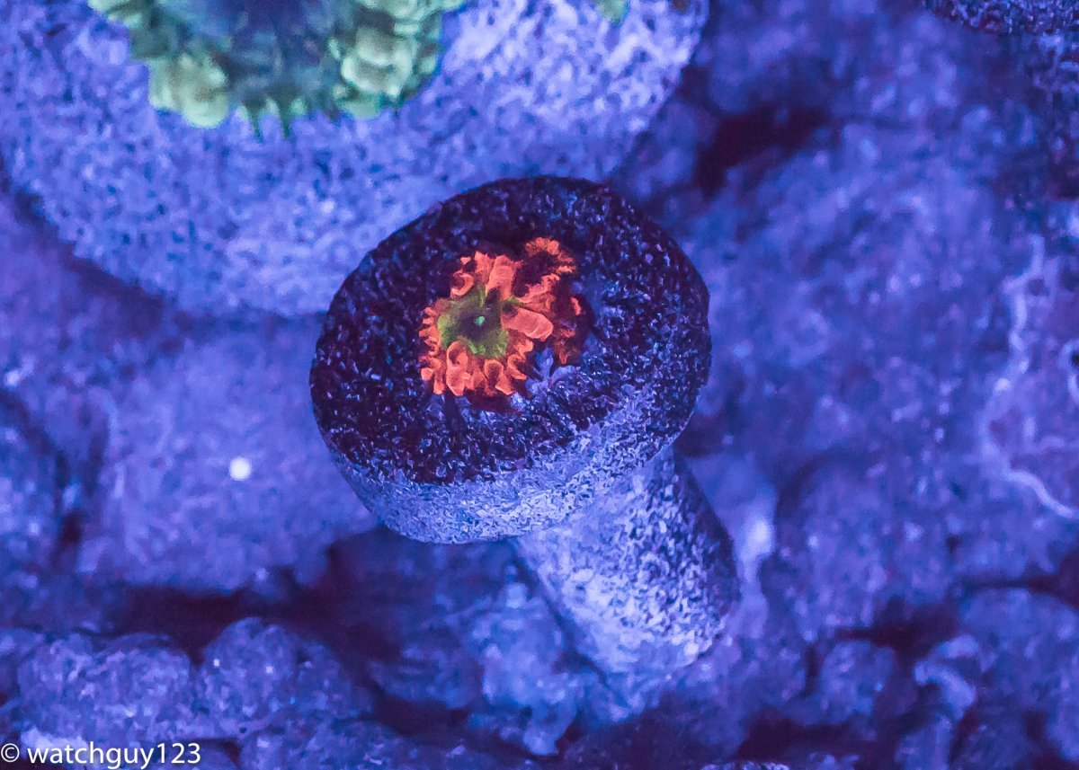 coral-46.jpg