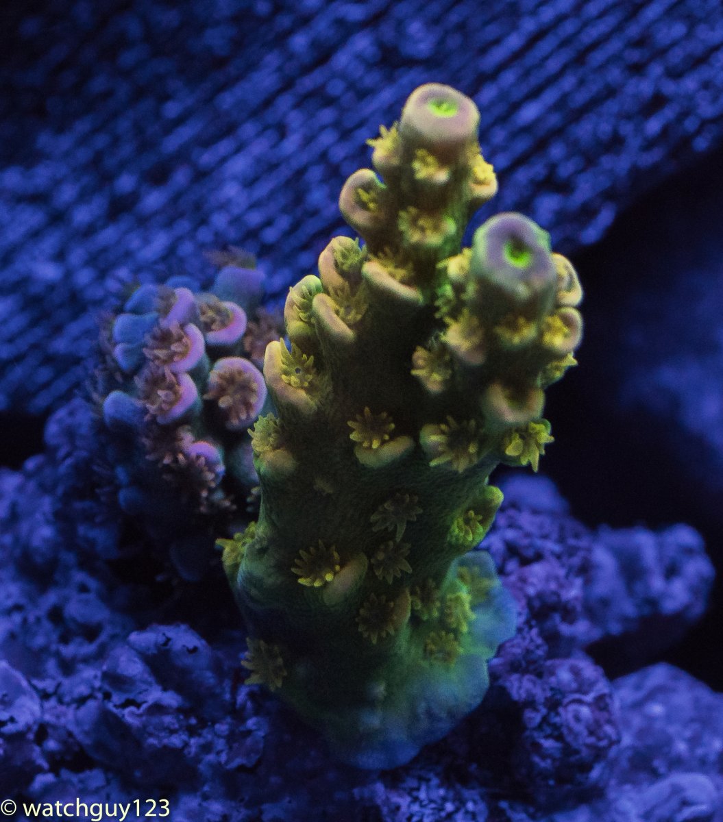 coral-48.jpg