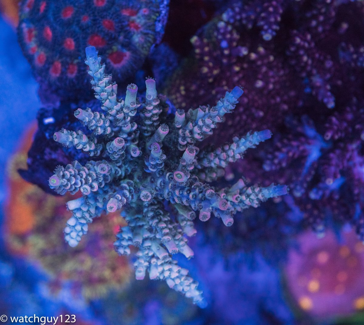 coral-49.jpg