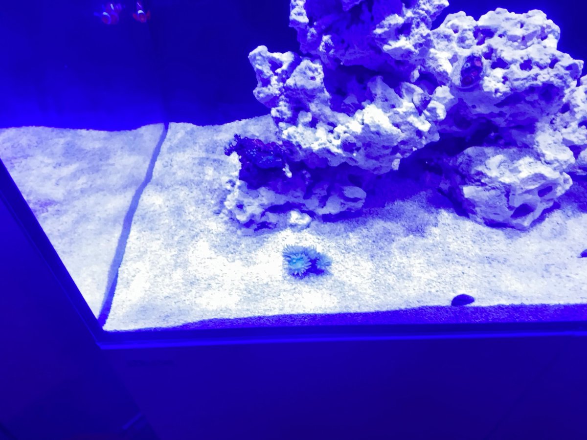 coral 5.jpeg