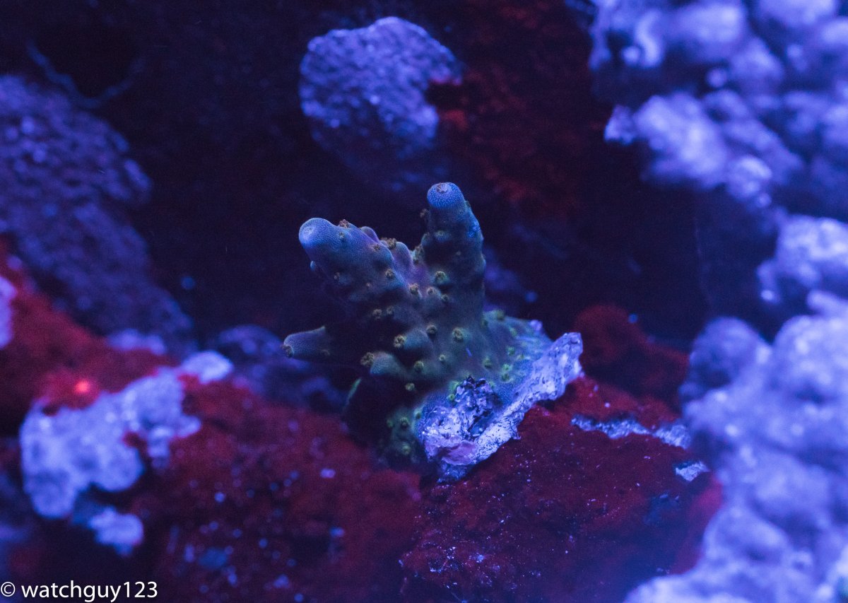 coral-5.jpg