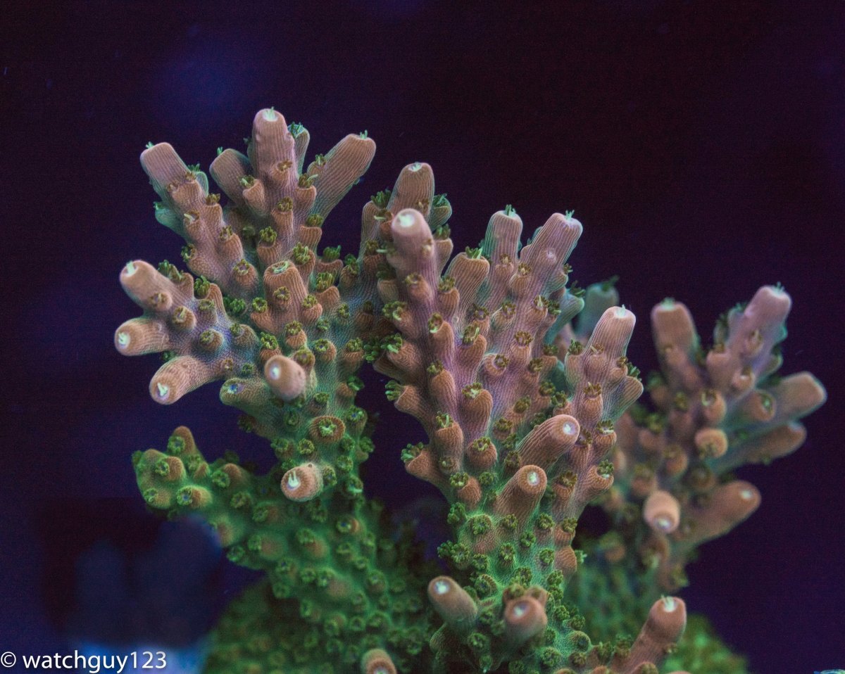 coral-5.jpg