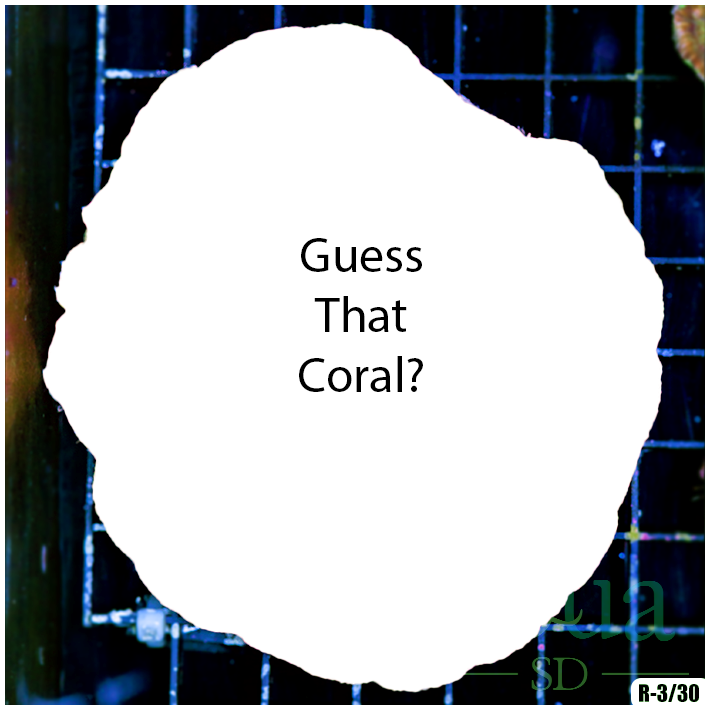 Coral 5.png