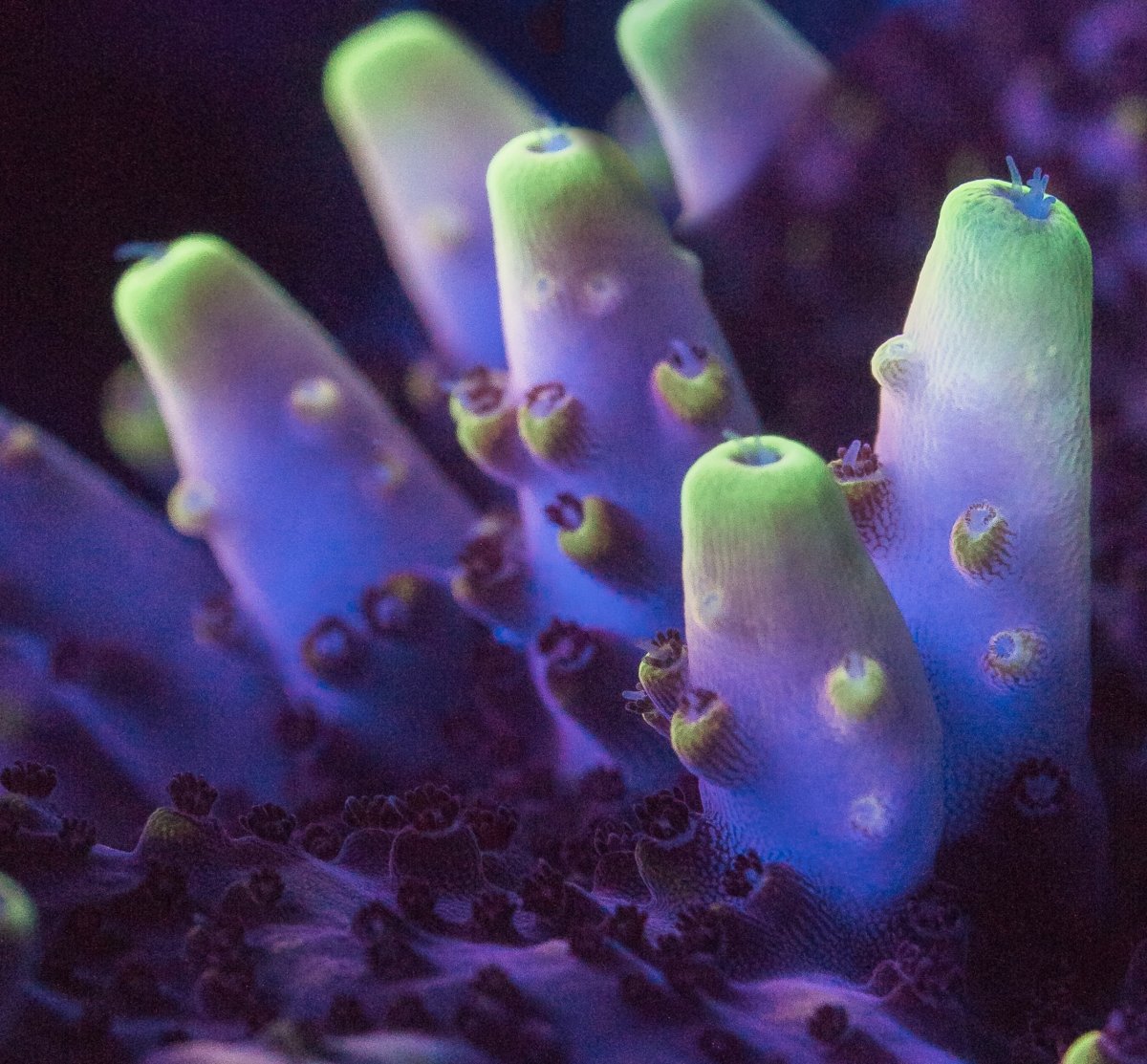 coral-50-2.jpg