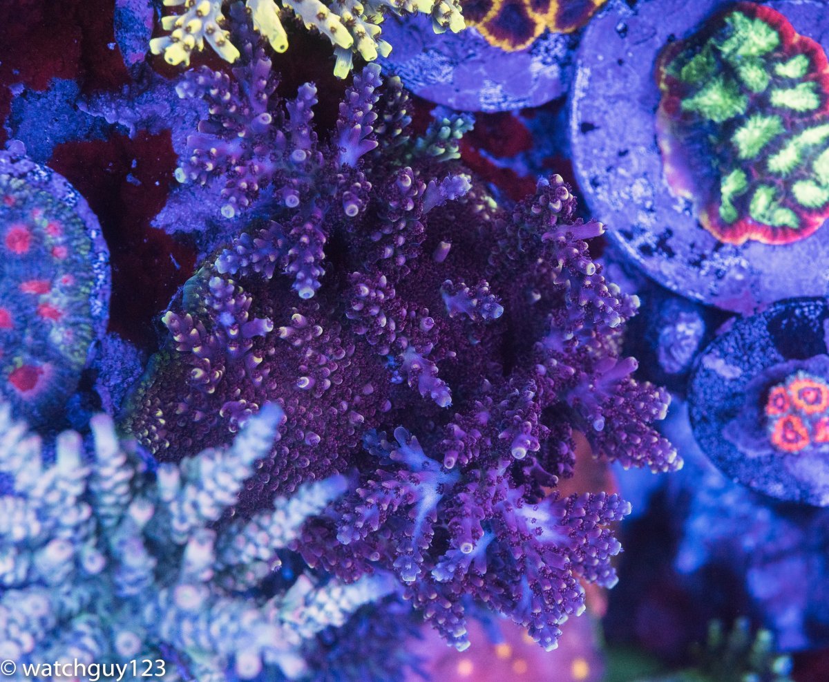 coral-50.jpg