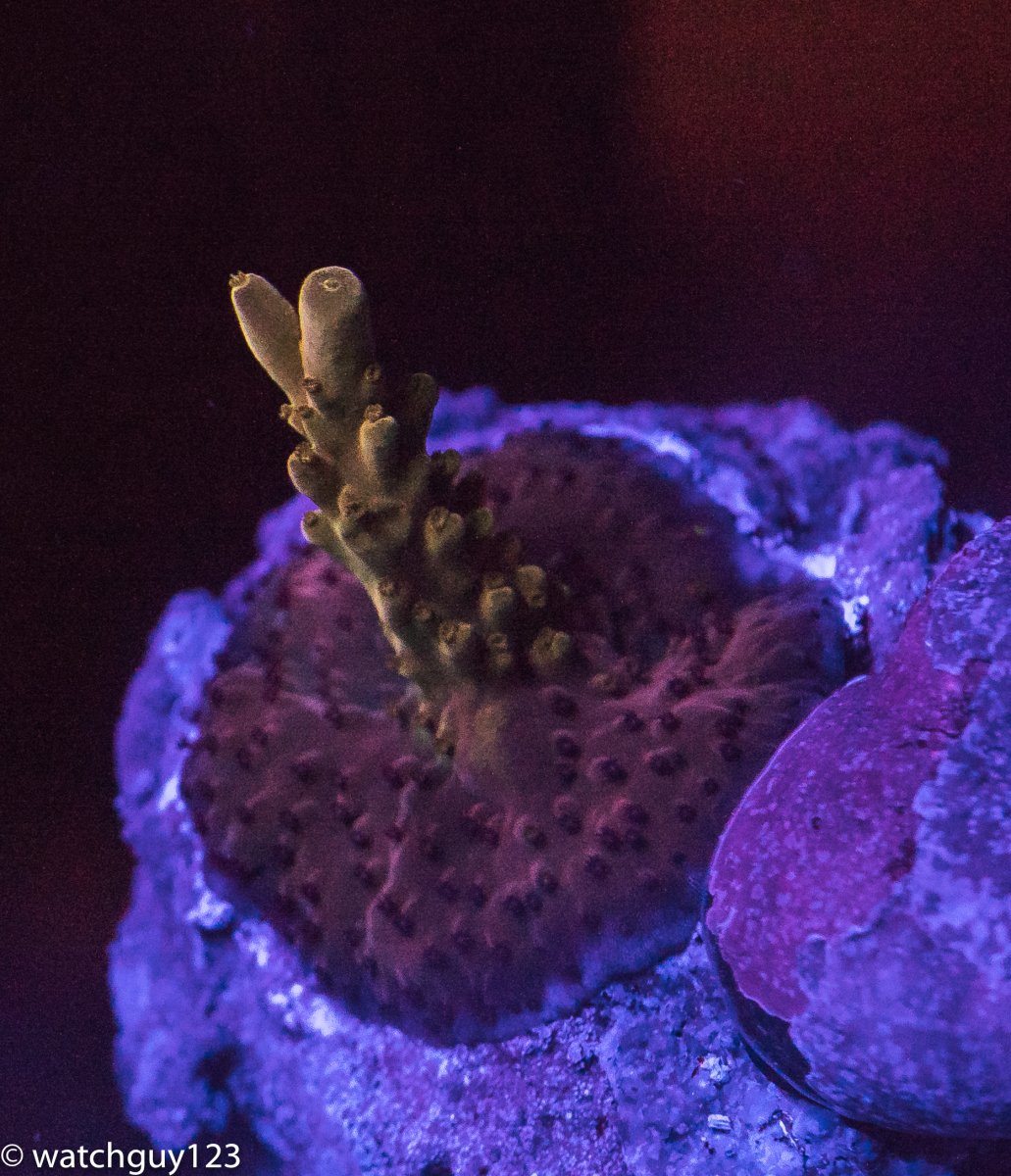 coral-51.jpg