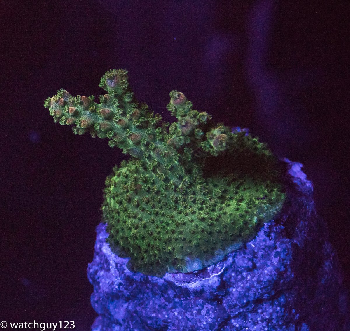 coral-52.jpg
