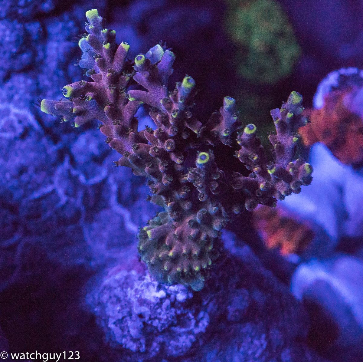 coral-53.jpg