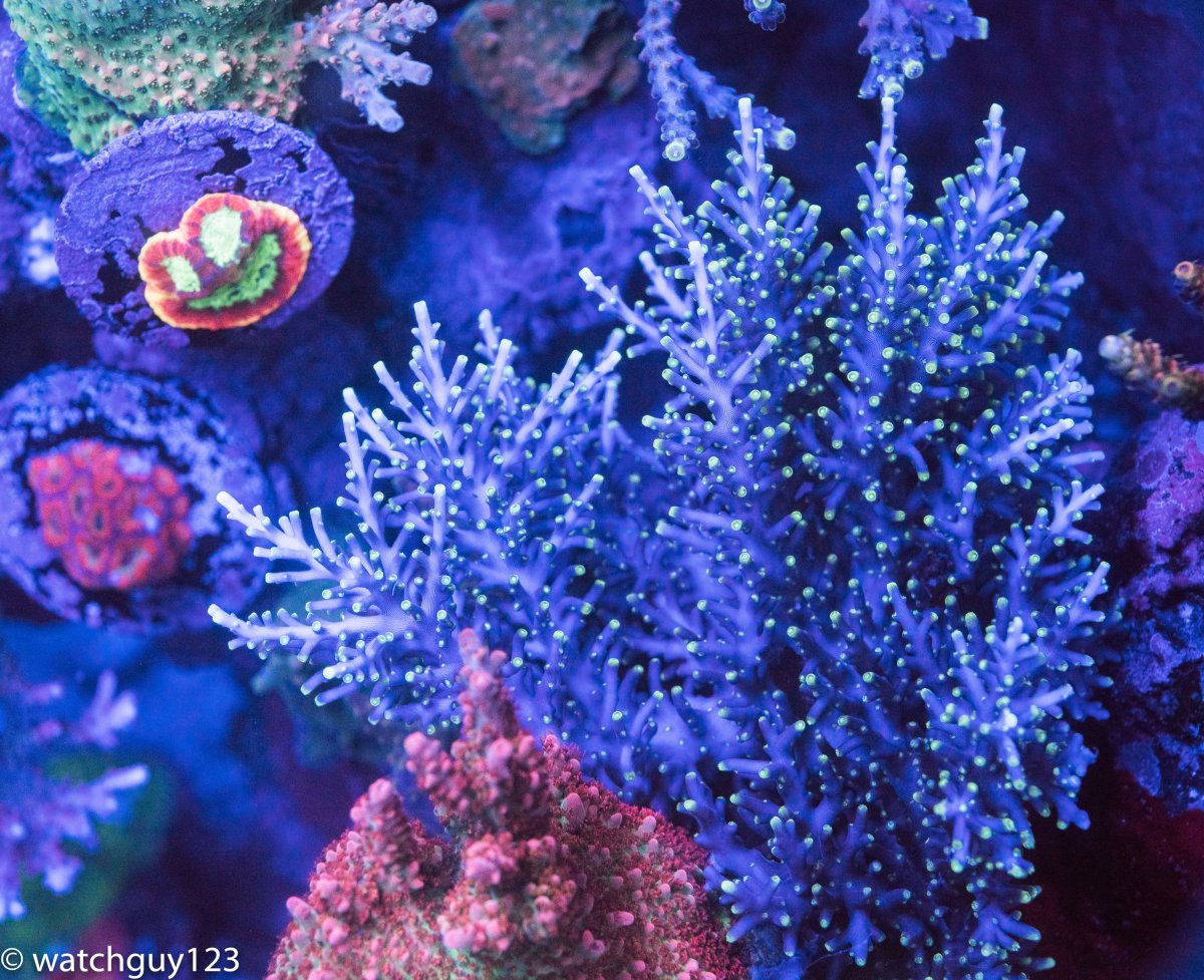 coral-53.jpg