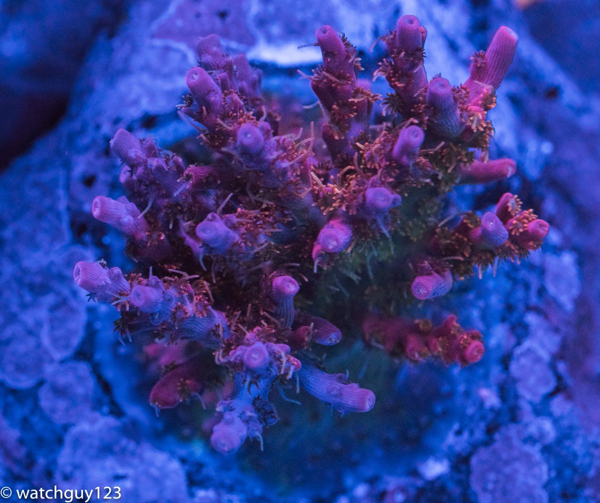 coral-54.jpg