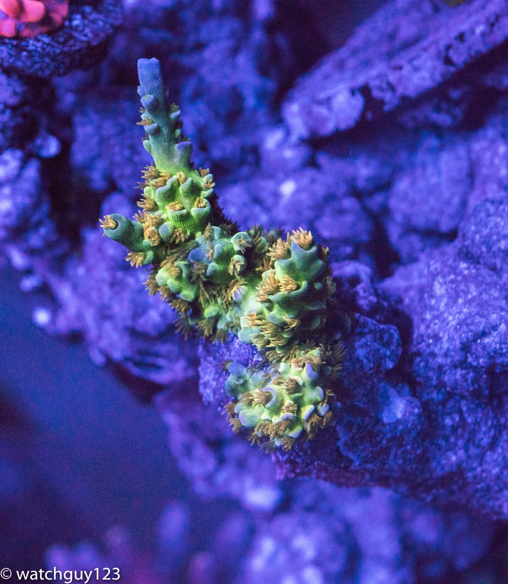 coral-55.jpg