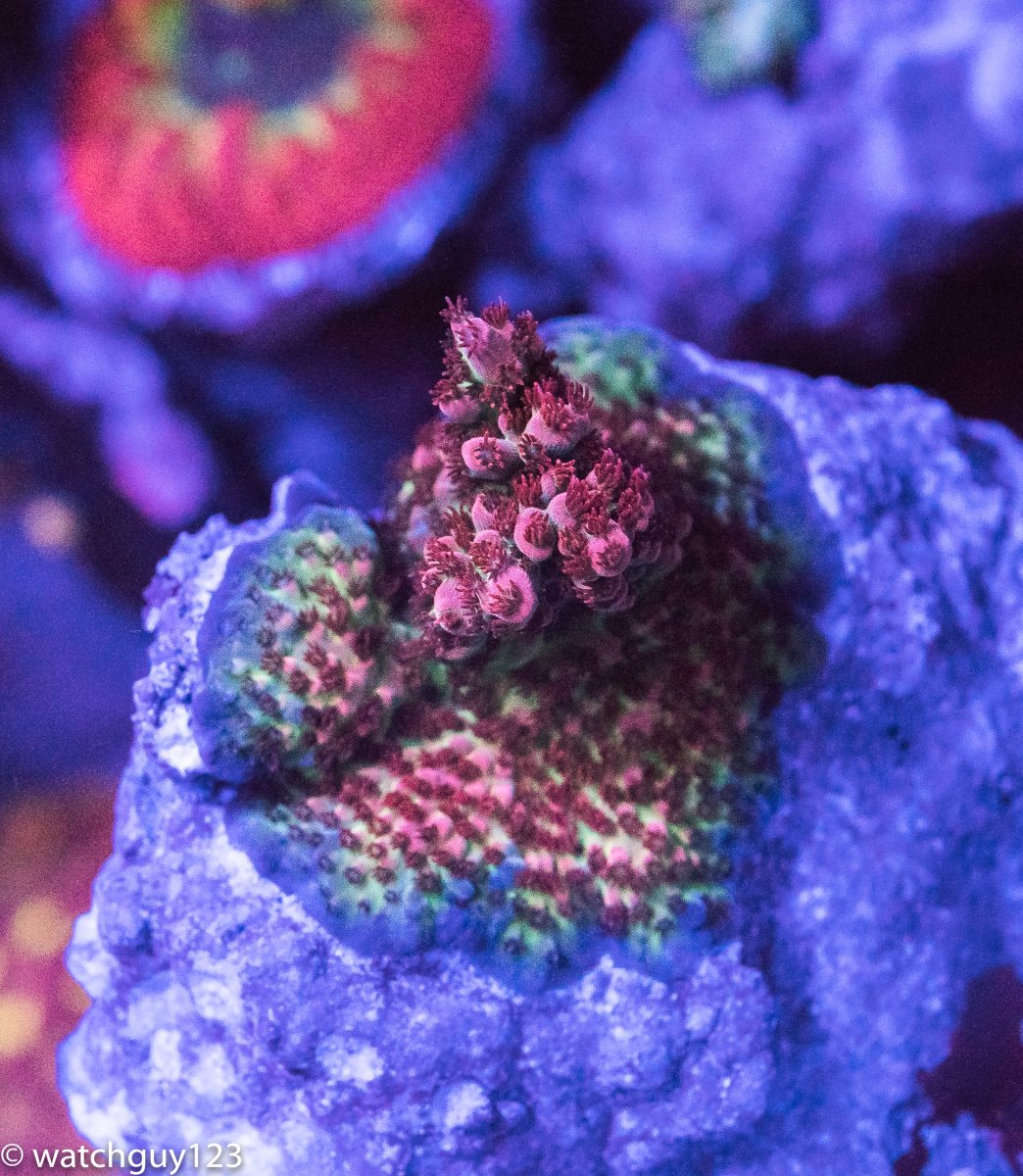 coral-56.jpg