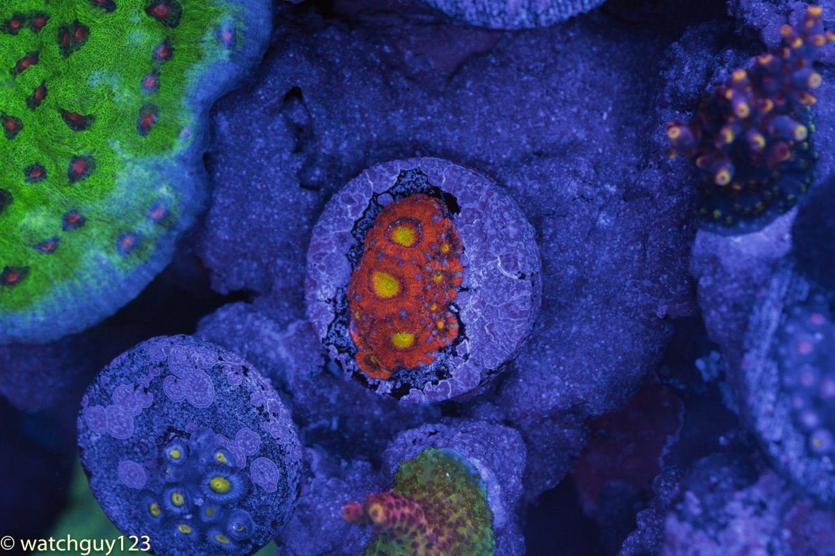coral-57.jpg