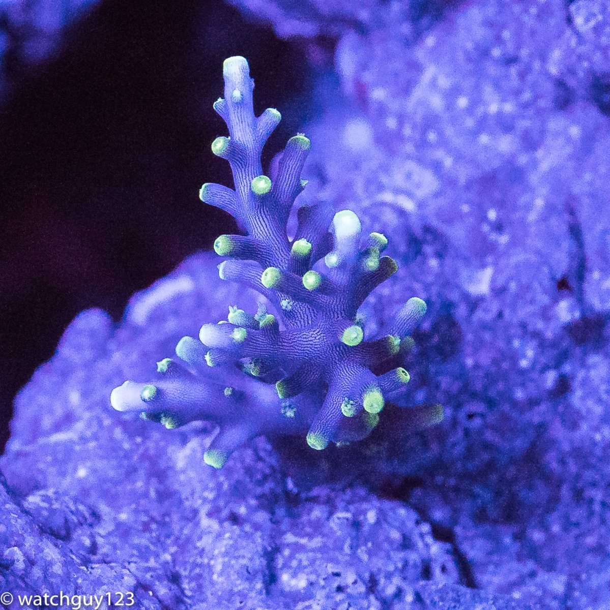 coral-57.jpg